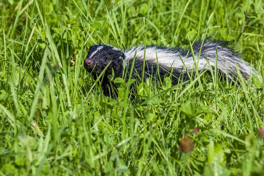 Skunks infected with the distemper virus in Pincourt